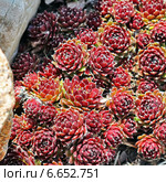 Молодило, или Живучка, или Каменная роза (Sempervivum) — род растений семейства Толстянковые. Стоковое фото, фотограф Евгений Мухортов / Фотобанк Лори
