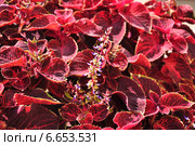 Цветущий Колеус Блюма (Plectranthus scutellarioides) Стоковое фото, фотограф Алёшина Оксана / Фотобанк Лори