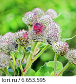 Лопух паутинистый (Arctium tomentosum). Дикорастущие растения Сибири. Стоковое фото, фотограф Евгений Мухортов / Фотобанк Лори