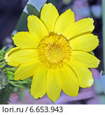 Адонис (Adonis) — род растений семейства Лютиковые (Ranunculaceae). Цветок крупно. Стоковое фото, фотограф Евгений Мухортов / Фотобанк Лори