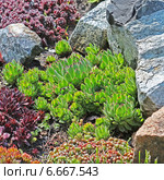 Молодило, или Живучка, или Каменная роза (Sempervivum) — род растений семейства Толстянковые. Стоковое фото, фотограф Евгений Мухортов / Фотобанк Лори