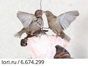 Воробей домовый, Passer domesticus, House Sparrow. Стоковое фото, фотограф Василий Вишневский / Фотобанк Лори