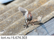 Воробей домовый, Passer domesticus, House Sparrow. Стоковое фото, фотограф Василий Вишневский / Фотобанк Лори