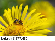 Пчела на цветке Дороникума (лат. Doronicum) Стоковое фото, фотограф Елена Коромыслова / Фотобанк Лори