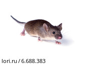 Обыкновенная домовая мышь (Mus musculus) крадется на белом фоне. Стоковое фото, фотограф Ирина Кожемякина / Фотобанк Лори