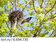 Ворона серая, Corvus cornix, Hooded Crow. Стоковое фото, фотограф Василий Вишневский / Фотобанк Лори