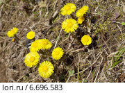 Мать-и-мачеха обыкновенная (лат. Tussilago farfara) Стоковое фото, фотограф Елена Коромыслова / Фотобанк Лори