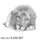 Портрет льва - Portrait of a lion. Стоковая иллюстрация, иллюстратор Марина Ефремова / Фотобанк Лори