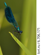 Блестящая красотка (лат. Calopteryx splendens) — стрекоза, принадлежащая к семейству Красотки. Стоковое фото, фотограф Oleg Moiseykin / Фотобанк Лори