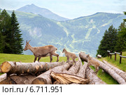 Серна с козлятами в горах. Стоковое фото, фотограф Юлия Кузнецова / Фотобанк Лори