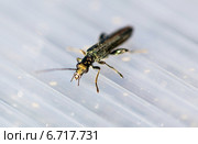Зеленый жук мягкотелка красноногая (Cantharis rustica) на поликарбонате. Стоковое фото, фотограф Евгений Ткачёв / Фотобанк Лори