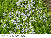 Вероника нитевидная (Veronica filiformis) Стоковое фото, фотограф Алёшина Оксана / Фотобанк Лори