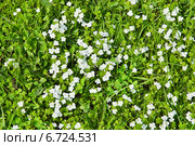 Вероника нитевидная (Veronica filiformis) Стоковое фото, фотограф Алёшина Оксана / Фотобанк Лори