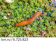 snail with slug pellets. Стоковое фото, фотограф Erwin Wodicka / Фотобанк Лори