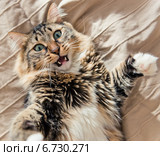 Разъяренная кошка. Стоковое фото, фотограф Валерия Лузина / Фотобанк Лори