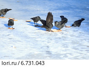 Галка, Corvus monedula, Jackdaw. Стоковое фото, фотограф Василий Вишневский / Фотобанк Лори