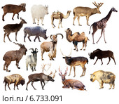 Set of Artiodactyla mammal animals over white background. Стоковое фото, фотограф Яков Филимонов / Фотобанк Лори