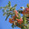 Рябина домашняя, садовая, крупноплодная - Sorbus domestica. Стоковое фото, фотограф Калюжная Вера / Фотобанк Лори