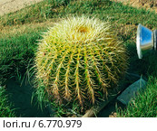 Кактус золотая бочка или эхинокактус Грузона (Echinocactus grusoni) Стоковое фото, фотограф Евгений Ткачёв / Фотобанк Лори
