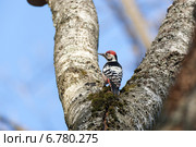 Дятел белоспинный, Dendrocopos leucotos. Стоковое фото, фотограф Василий Вишневский / Фотобанк Лори