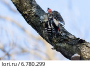 Дятел белоспинный, Dendrocopos leucotos, White-backed Woodpecker. Стоковое фото, фотограф Василий Вишневский / Фотобанк Лори