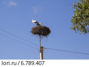 Аисты в гнезде на фоне голубого неба. Стоковое фото, фотограф Gagara / Фотобанк Лори