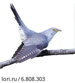 Кукушка обыкновенная, Cuculus canorus, Common Cuckoo. Стоковое фото, фотограф Василий Вишневский / Фотобанк Лори