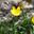 Sternbergia lutea. Штернбергия желтая или лютиковая в горах Аспромонте, Калабрия, Италия (2014 год). Стоковое фото, фотограф Калюжная Вера / Фотобанк Лори