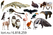 Set of spectacled caiman and other animals of South America. Стоковое фото, фотограф Яков Филимонов / Фотобанк Лори