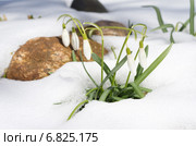 Зацветающий подснежник Воронова (лат. Galanthus woronowii) Стоковое фото, фотограф Елена Коромыслова / Фотобанк Лори