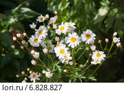 Пиретрум (Pyrethrum) Стоковое фото, фотограф Алёшина Оксана / Фотобанк Лори
