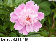 Пион лекарственный розовый (Paeonia officinalis) Стоковое фото, фотограф Алёшина Оксана / Фотобанк Лори