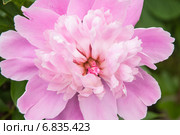 Пион лекарственный розовый (Paeonia officinalis) Стоковое фото, фотограф Алёшина Оксана / Фотобанк Лори