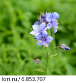 Цветы Polemonium caeruleum. Синюха. Стоковое фото, фотограф Мурина Ольга / Фотобанк Лори