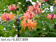 Цветущая жимолость Гекрота (Lonicera heckrottii) сорта "American Beauty" Стоковое фото, фотограф Ирина Борсученко / Фотобанк Лори