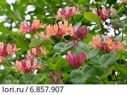 Цветущая жимолость Гекрота (Lonicera heckrottii) сорта "American Beauty" Стоковое фото, фотограф Ирина Борсученко / Фотобанк Лори