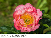 Пион Корал Чарм (Coral Charm) Стоковое фото, фотограф Ольга Сейфутдинова / Фотобанк Лори
