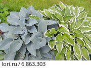 Декоративные растения Хоста (Функия), сорта "Francee" и "Канадская голубая" (Canadian blue) Стоковое фото, фотограф Ирина Борсученко / Фотобанк Лори