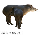 Tapir family. Isolated over white. Стоковое фото, фотограф Яков Филимонов / Фотобанк Лори