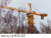 Китайский башенный кран Zoomlion, возвышающийся над сибирскими берёзами (2015 год). Редакционное фото, фотограф Евгений Мухортов / Фотобанк Лори