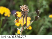 Стрекоза перевязанная - Симпетрум перевязанный (Sympetrum pedemontanum). Самка. Стоковое фото, фотограф Алёшина Оксана / Фотобанк Лори