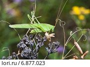 Пластинокрыл обыкновенный - самец (Phaneroptera falcata) Стоковое фото, фотограф Алёшина Оксана / Фотобанк Лори