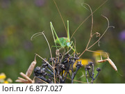 Пластинокрыл обыкновенный - самец (Phaneroptera falcata) в сухой траве. Стоковое фото, фотограф Алёшина Оксана / Фотобанк Лори