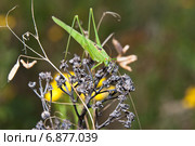 Пластинокрыл обыкновенный - самец (Phaneroptera falcata) на сухой траве. Стоковое фото, фотограф Алёшина Оксана / Фотобанк Лори