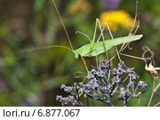 Пластинокрыл обыкновенный - самец (Phaneroptera falcata) готовится к прыжку. Стоковое фото, фотограф Алёшина Оксана / Фотобанк Лори