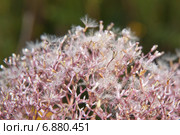 Валериана лекарственная, или аптечная (Valeriana officinalis) после цветения. Макро. Стоковое фото, фотограф Алёшина Оксана / Фотобанк Лори