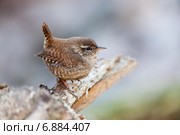 Крапивник. Eurasian Wren (Troglodytes troglodytes) Стоковое фото, фотограф Василий Вишневский / Фотобанк Лори