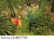 Таиланд. Тропический сад Нонг Нуч (Nong Nooch) (2014 год). Стоковое фото, фотограф Алексей Сварцов / Фотобанк Лори