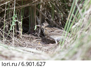 Гнездо птицы: Конек лесной, Anthus trivialis. The nest of the Tree Pipit in nature. Стоковое фото, фотограф Василий Вишневский / Фотобанк Лори