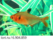 Минор (лат. Hyphessobrycon minor) Стоковое фото, фотограф Григорий Писоцкий / Фотобанк Лори